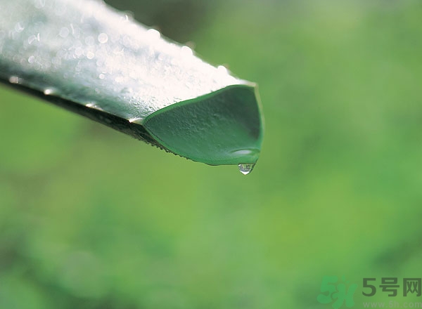 蘆薈能治痱子嗎？長(zhǎng)痱子用什么藥？