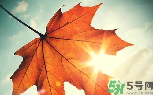 秋老虎是什么意思?秋老虎從什么時(shí)候開(kāi)始