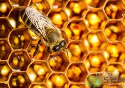 蜂膠有激素嗎？蜂膠吃多了會(huì)怎樣？