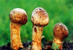 松茸泡酒怎么清洗?松茸泡酒的方法 松茸泡酒怎么清洗?松茸泡酒的方法