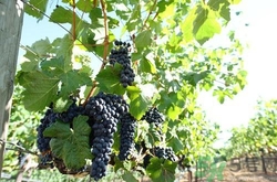 葡萄不能和什么一起吃？葡萄的食用禁忌