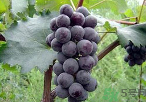 葡萄外面白色的東西是什么？葡萄外面白色的東西可以吃嗎？