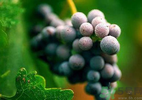 葡萄外面白色的東西是什么？葡萄外面白色的東西可以吃嗎？