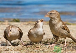 麻雀肉的功效與作用 麻雀肉有什么作用？