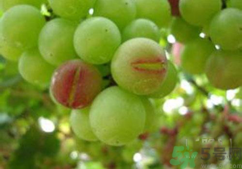 葡萄裂開了是怎么回事？葡萄裂開了能吃嗎？