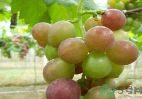 葡萄裂開了是怎么回事？葡萄裂開了能吃嗎？