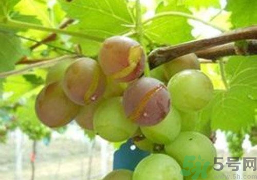葡萄是幾月份的水果？葡萄什么時候上市？