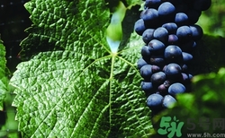 葡萄放冰箱里能保存多久?葡萄放冰箱怎么保存 葡萄放冰箱里能保存多久?葡萄放冰箱怎么保存