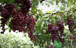 葡萄放冰箱里能保存多久?葡萄放冰箱怎么保存 葡萄放冰箱里能保存多久?葡萄放冰箱怎么保存