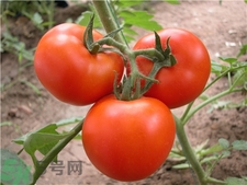 賽貝格vc粉多少錢?賽貝格vc粉價(jià)格