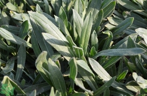 毛妮菜的營養(yǎng)價(jià)值 毛妮菜的功效與作用