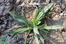 毛妮菜的營養(yǎng)價(jià)值 毛妮菜的功效與作用