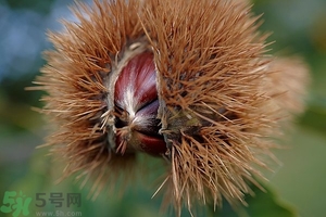 吃生板栗有什么好處?生板栗的營(yíng)養(yǎng)價(jià)值