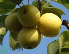 秋季吃梨的好處,梨子的功效與作用 秋季吃梨的好處,梨子的功效與作用