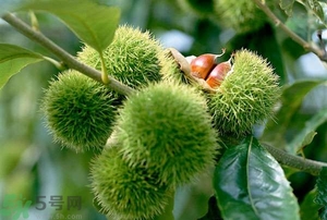 吃板栗有哪些好處?板栗的功效與作用 吃板栗有哪些好處?板栗的功效與作用