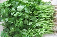 香菜可以和黃瓜一起吃嗎?香菜能和黃瓜同吃嗎? 香菜可以和黃瓜一起吃嗎?香菜能和黃瓜同吃嗎?