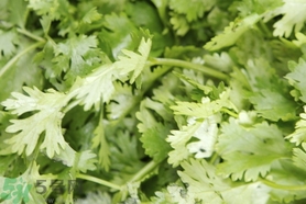 香菜可以和海帶一起吃嗎?香菜能和海帶同吃嗎? 香菜可以和海帶一起吃嗎?香菜能和海帶同吃嗎?