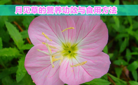 月見草膠囊感冒能吃嗎？感冒能吃月見草膠囊嗎？