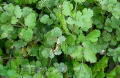 香菜可以和苦瓜一起吃嗎?香菜能和苦瓜同吃嗎? 香菜可以和苦瓜一起吃嗎?香菜能和苦瓜同吃嗎?