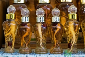 人參能生吃嗎？人參能泡水喝嗎？