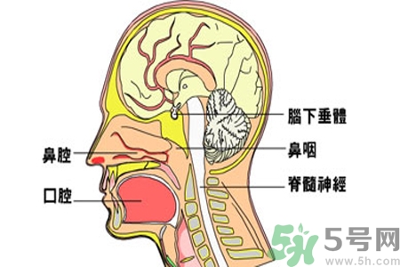 鼻咽癌的治療方法是什么？鼻咽癌可以用什么藥物治療？