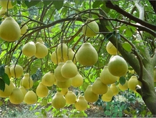 吃降壓藥能吃柚子嗎?服用降壓藥吃柚子會(huì)怎樣? 吃降壓藥能吃柚子嗎?服用降壓藥吃柚子會(huì)怎樣?