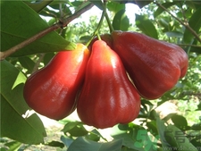 吃蓮霧有什么好處?蓮霧的功效與作用 吃蓮霧有什么好處?蓮霧的功效與作用