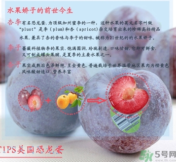 恐龍蛋水果孕婦可以吃嗎？恐龍蛋的禁忌