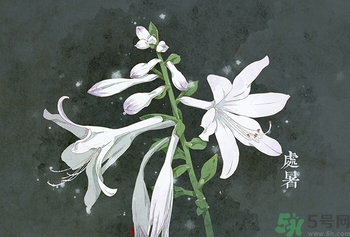 處暑喝什么茶？處暑養(yǎng)生茶推薦