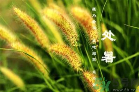 處暑喝什么茶？處暑養(yǎng)生茶推薦