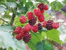 孕婦可以吃覆盆子嗎?孕婦吃覆盆子會怎樣? 孕婦可以吃覆盆子嗎?孕婦吃覆盆子會怎樣?