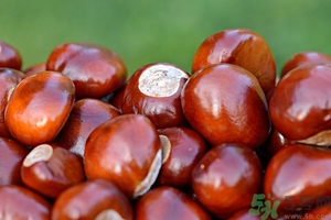 板栗皮可以吃嗎？板栗皮的功效與作用