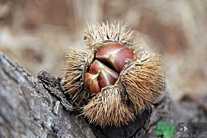 新鮮板栗什么時候成熟？新鮮板栗怎么保存？