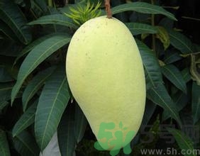 青芒和黃色芒果哪個好？青芒和黃色芒果的區(qū)別