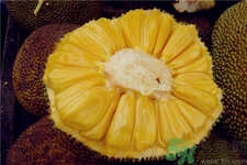 吃菠蘿蜜有什么好處?菠蘿蜜的功效與作用 吃菠蘿蜜有什么好處?菠蘿蜜的功效與作用