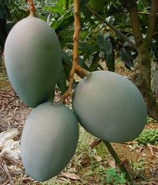 青芒和黃色芒果哪個好？青芒和黃色芒果的區(qū)別