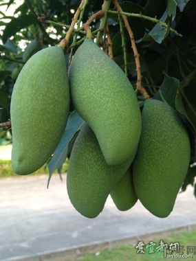 青芒和黃色芒果哪個好？青芒和黃色芒果的區(qū)別