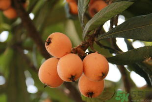 吃枇杷能止咳嗎？枇杷的功效與作用