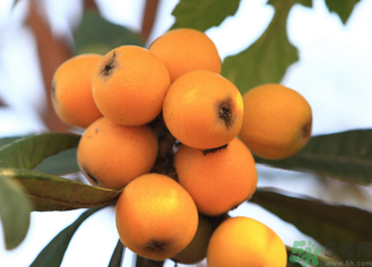 吃枇杷能止咳嗎？枇杷的功效與作用