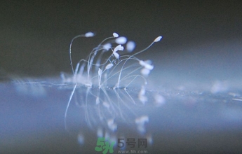 優(yōu)曇花是什么花？優(yōu)曇花現(xiàn)實中有嗎？