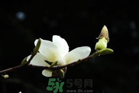 優(yōu)曇花是什么花？優(yōu)曇花現(xiàn)實中有嗎？