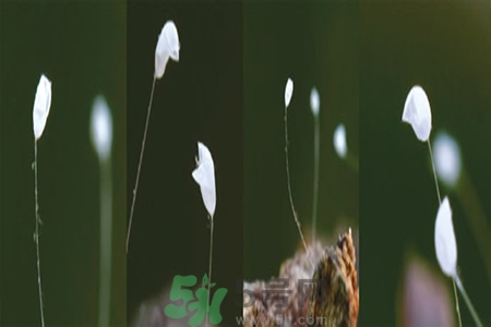 優(yōu)曇花是什么花？優(yōu)曇花現(xiàn)實中有嗎？