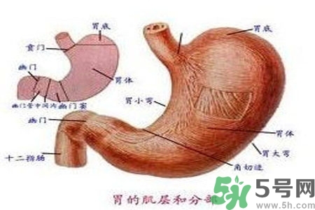 哪些食物幫你在酒后保養(yǎng)胃部？養(yǎng)胃護(hù)胃的誤區(qū)是什么？