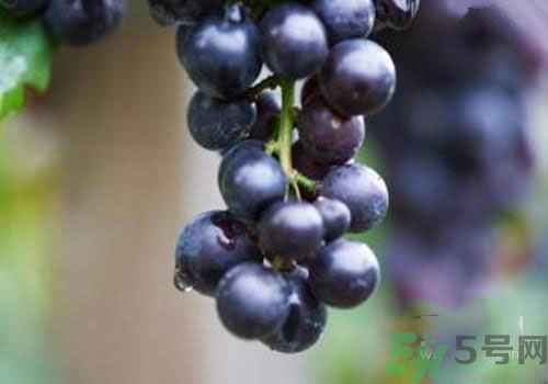 秋季孕婦吃什么水果好？秋季孕婦水果推薦