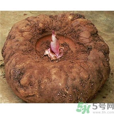 吃魔芋有什么好處?魔芋的功效與作用 吃魔芋有什么好處?魔芋的功效與作用