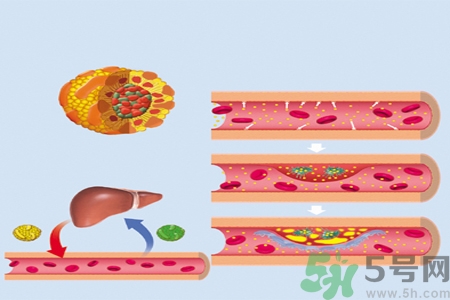 膽固醇對人體有傷害嗎？膽固醇是什么？
