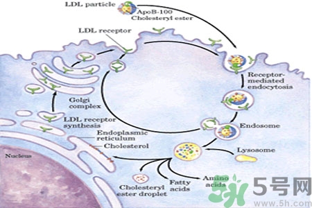 人體中的膽固醇分好壞嗎？如何區(qū)分膽固醇的好壞？