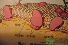 高膽固醇會影響胖瘦嗎？高膽固醇和胖瘦有關(guān)系嗎？