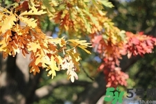 秋天換季病有哪些？秋天該如何保健養(yǎng)生呢？