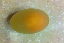 醋泡蛋對人的營養(yǎng)價值有哪些？醋泡蛋的功效是什么？